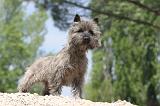 CAIRN TERRIER 181